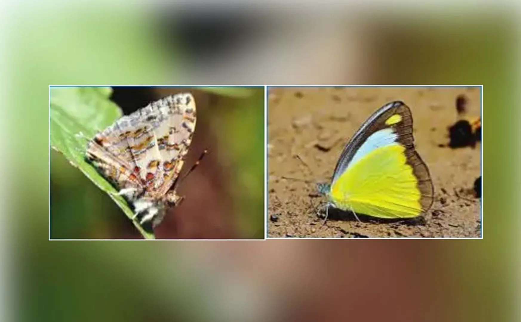 salem forest area butterfly increase forest officers said that